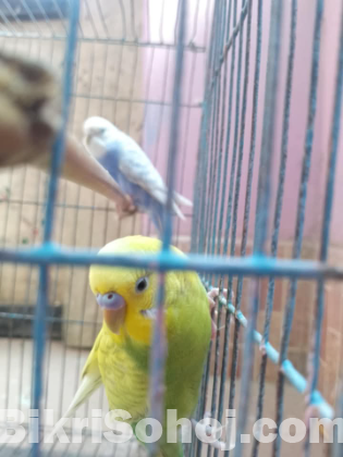 Bazrigar